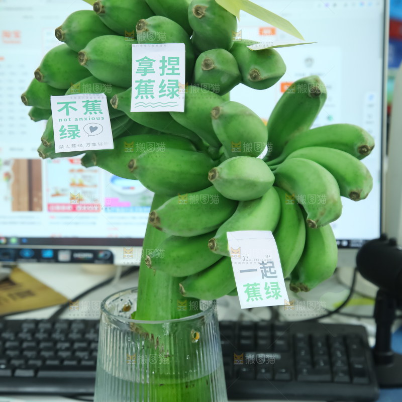 水培香蕉