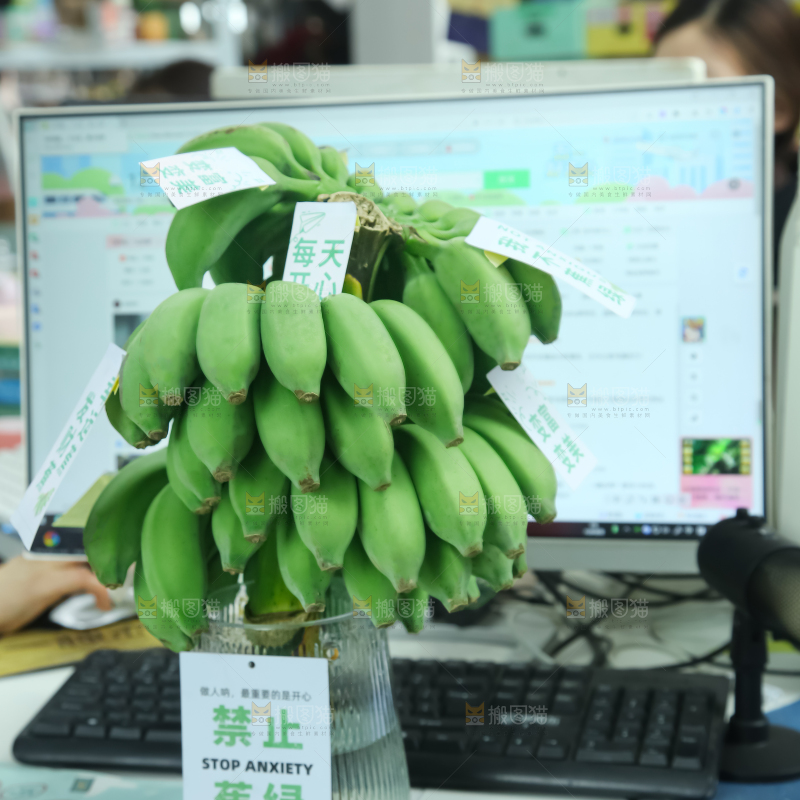 水培香蕉