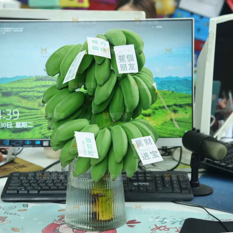 水培香蕉