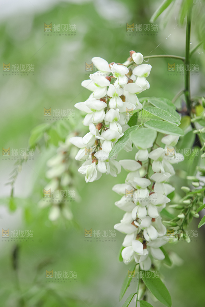 槐花