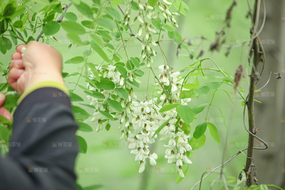 槐花