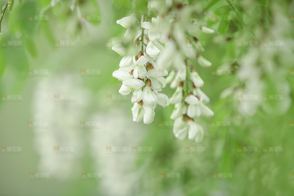 槐花
