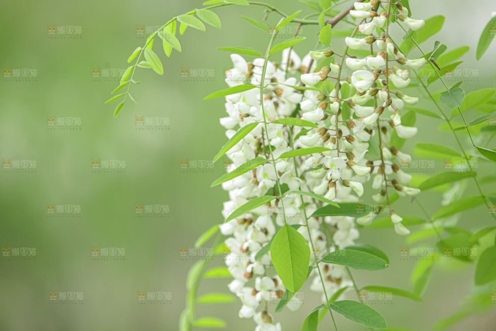 槐花