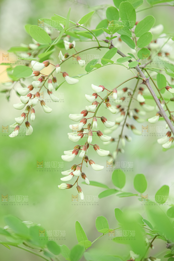 槐花