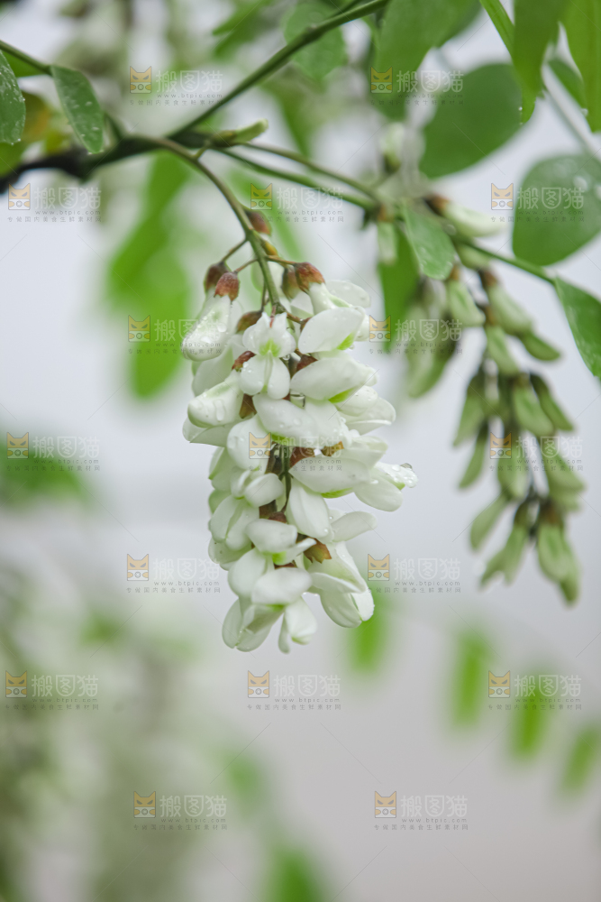 槐花