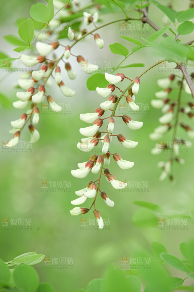 槐花