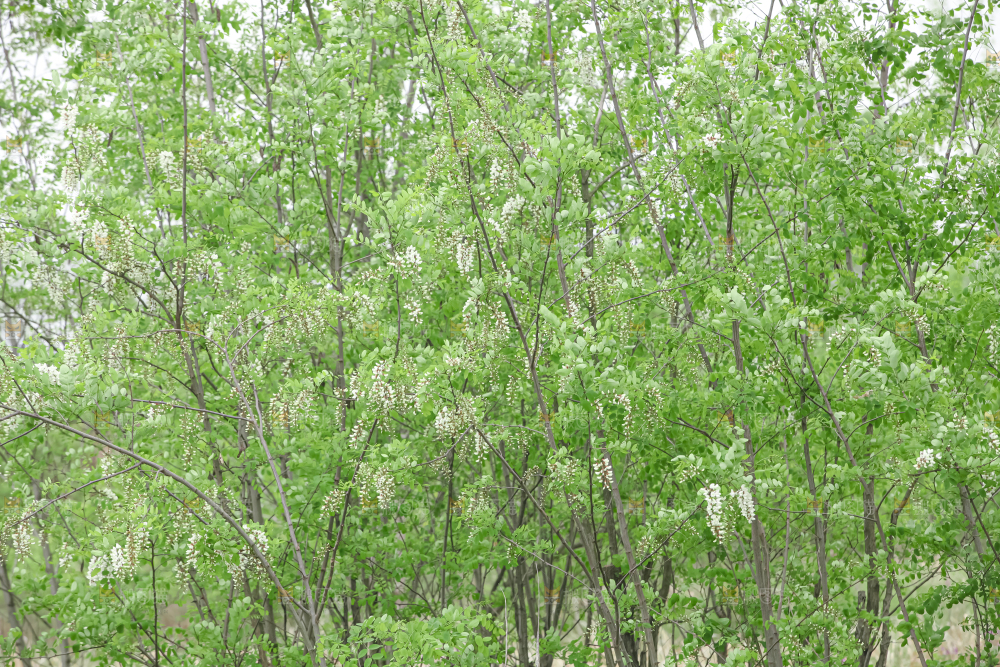 槐花