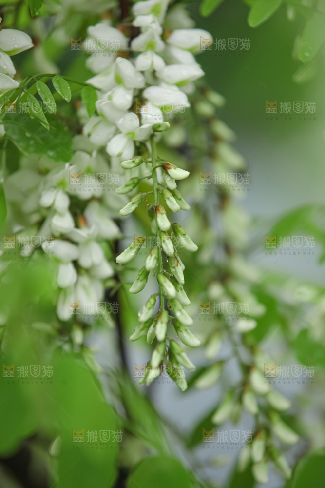 槐花