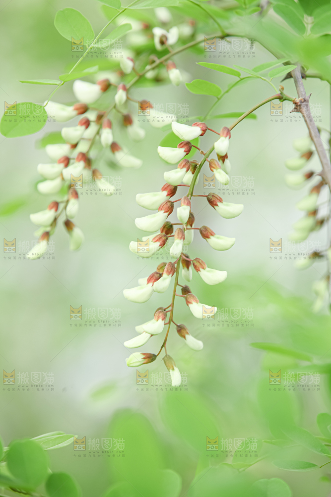 槐花