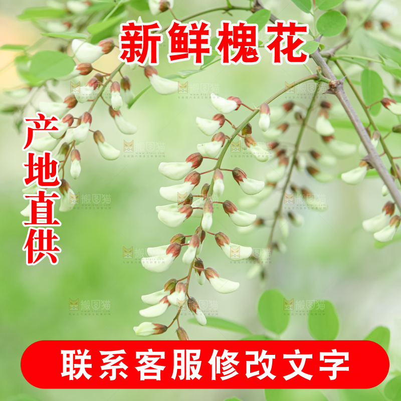 槐花