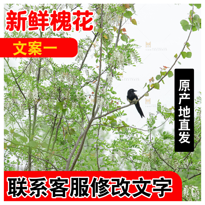 槐花