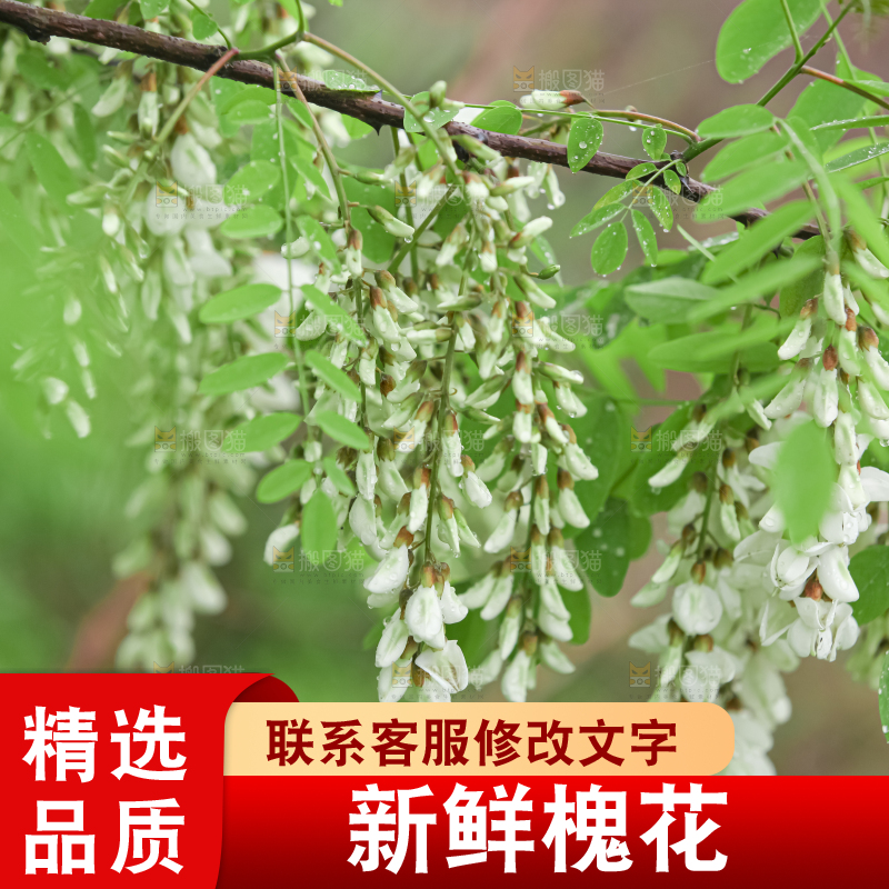 槐花