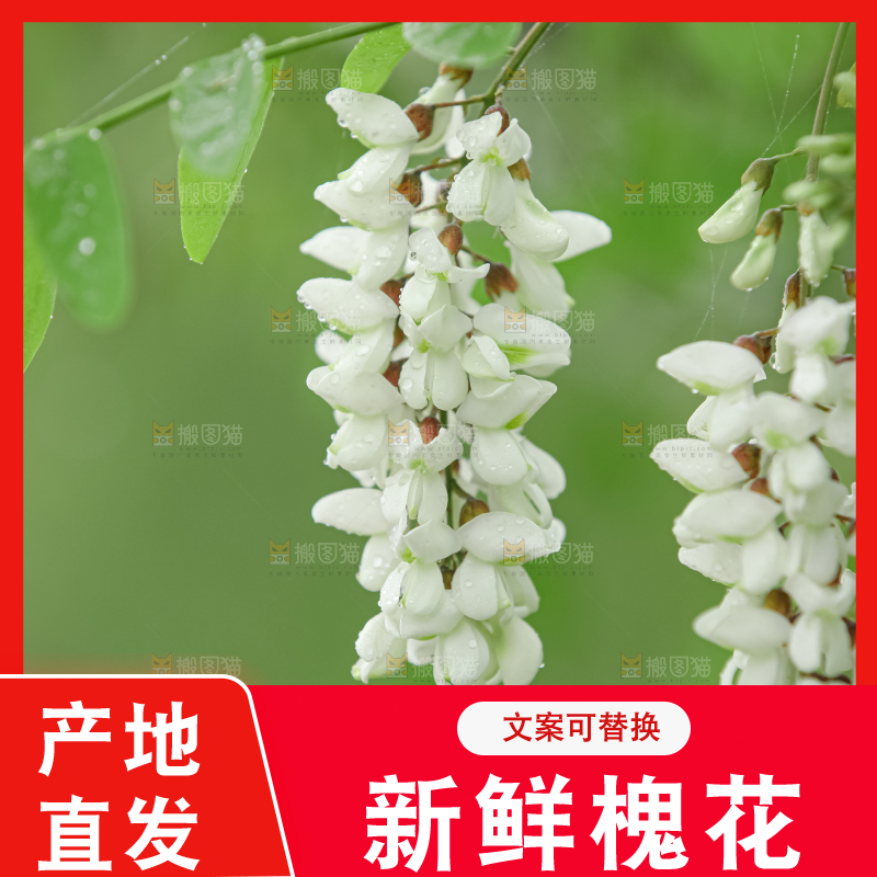 槐花
