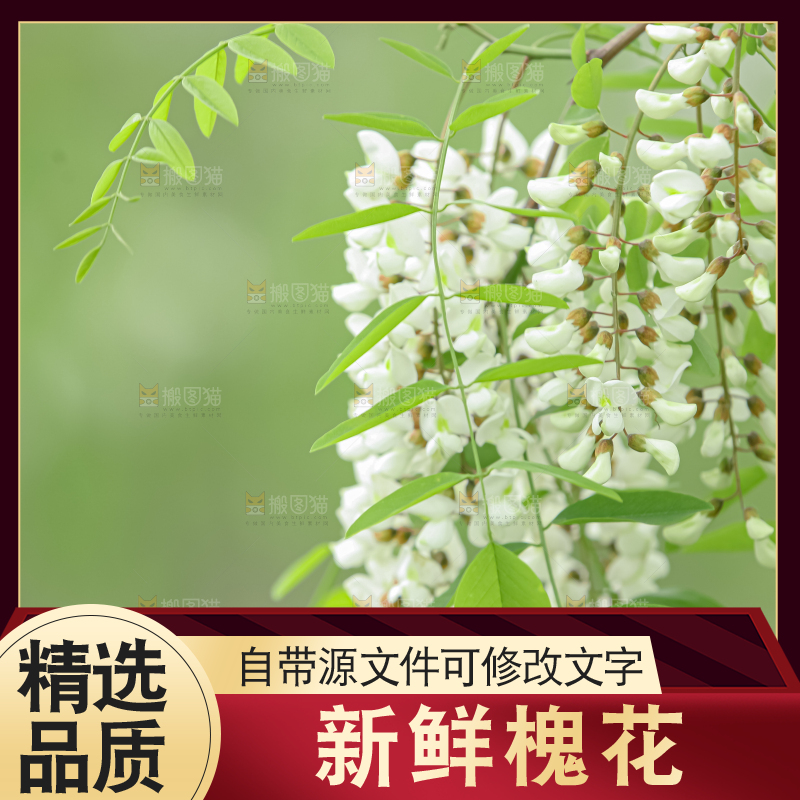 槐花