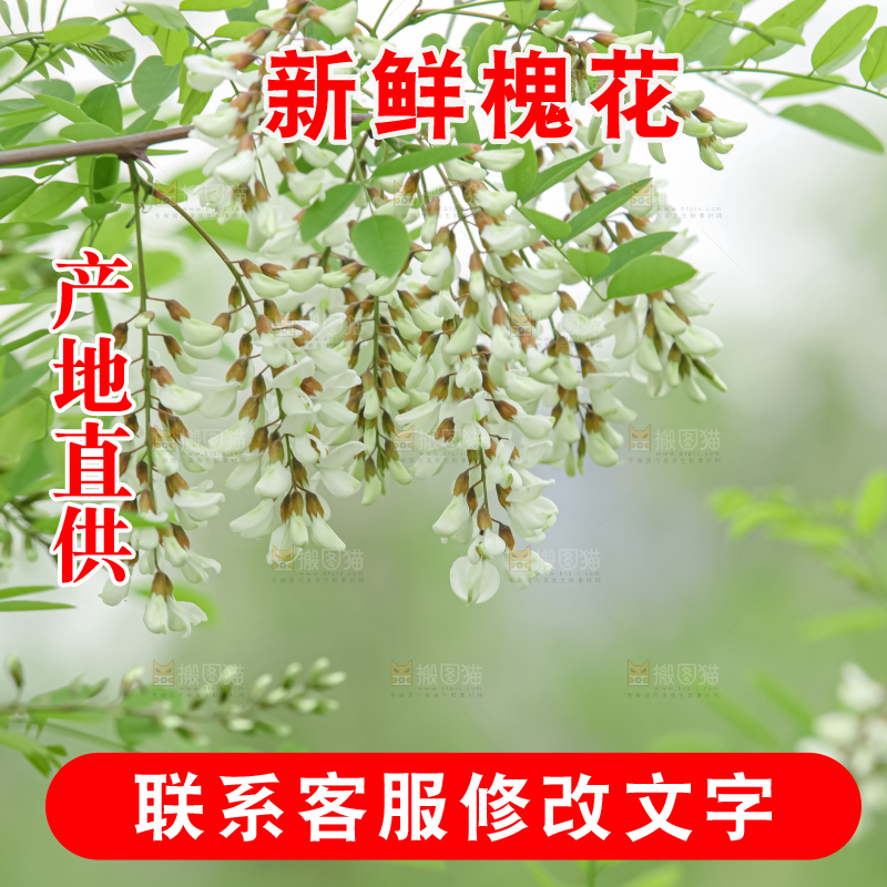 槐花