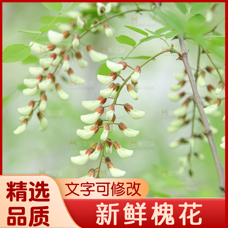 槐花