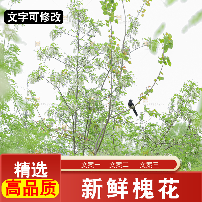 槐花