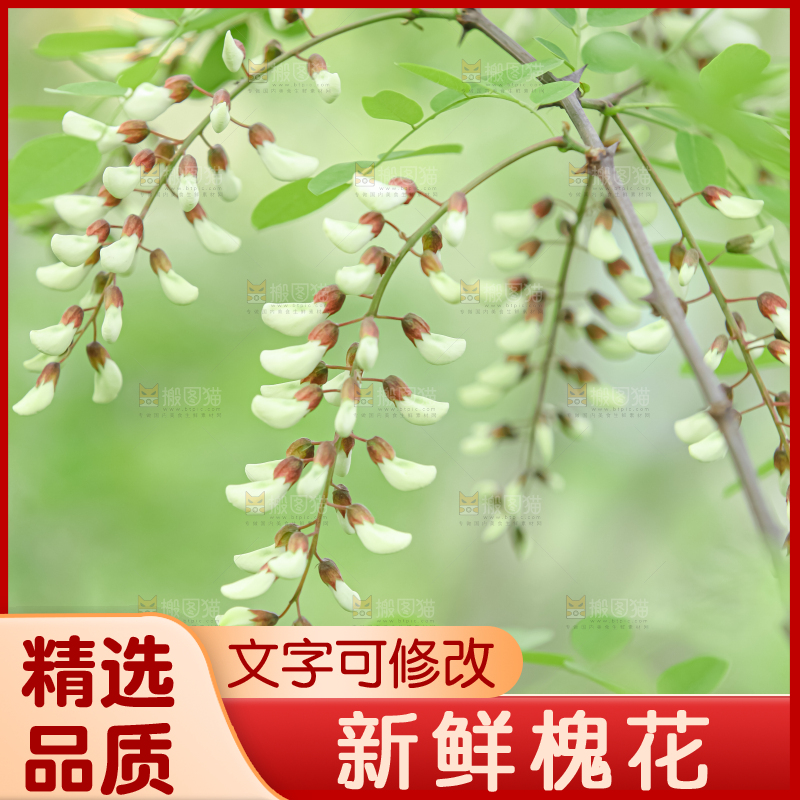 槐花