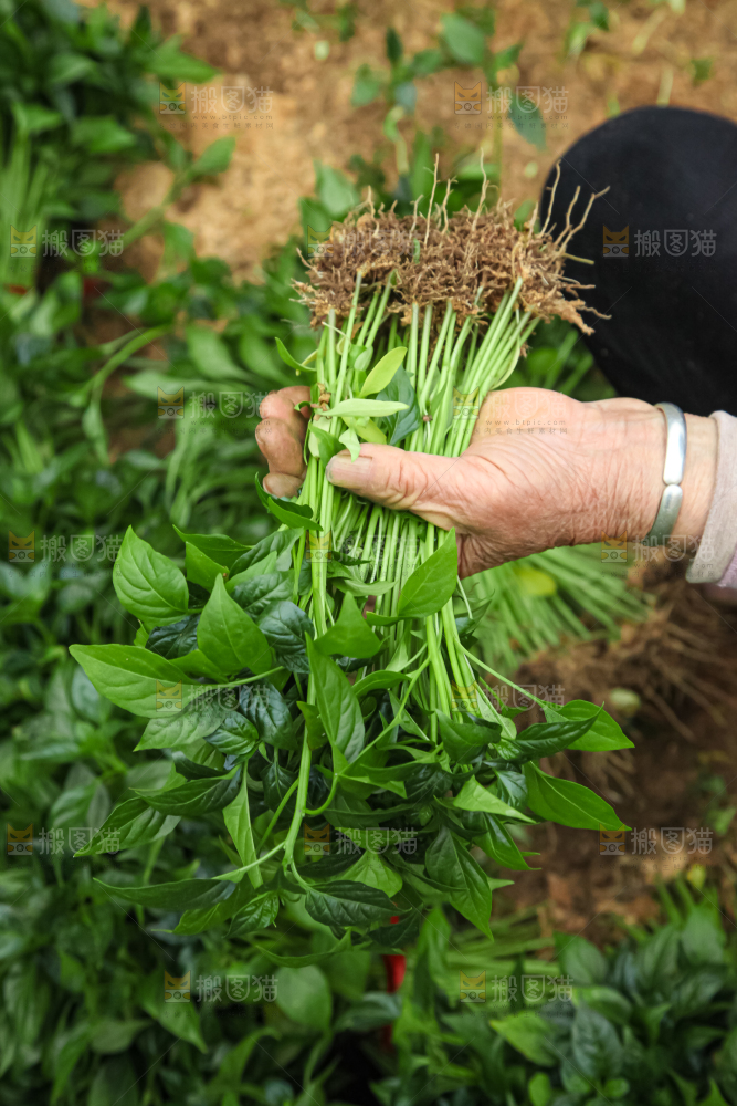 辣椒苗