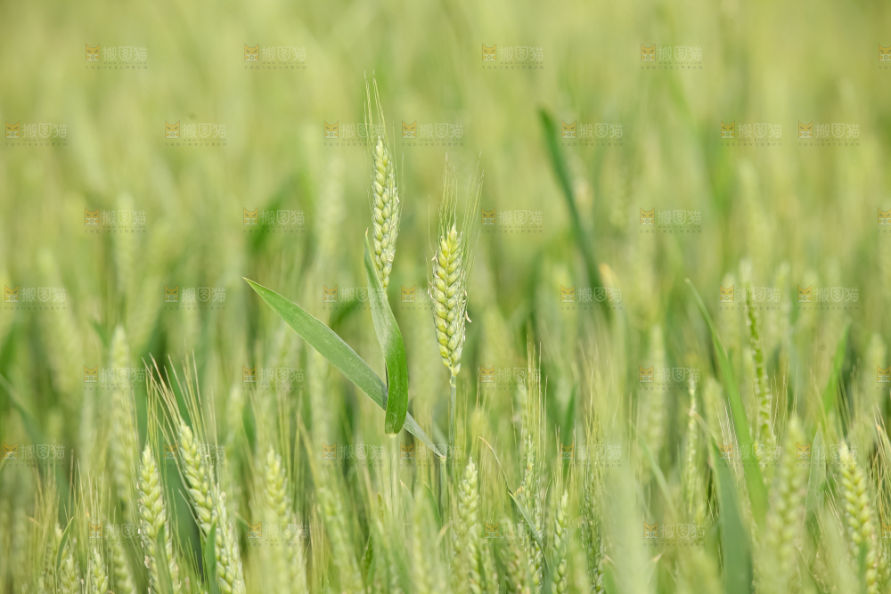 小麦
