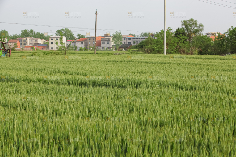 小麦