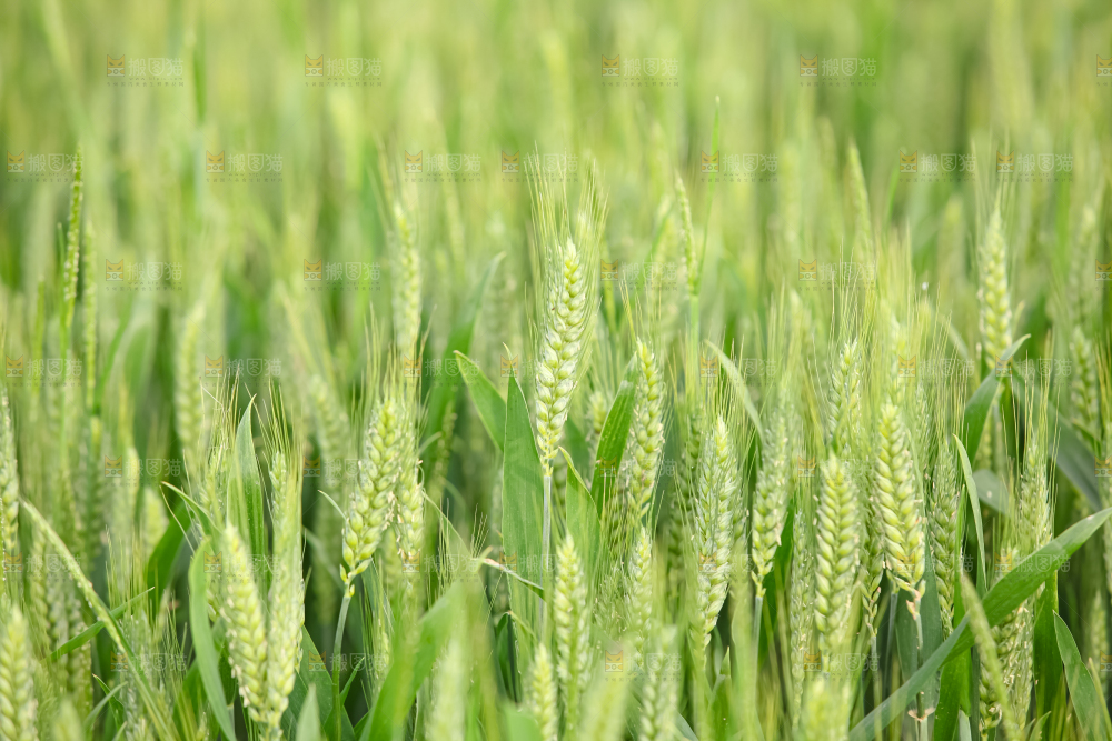 小麦