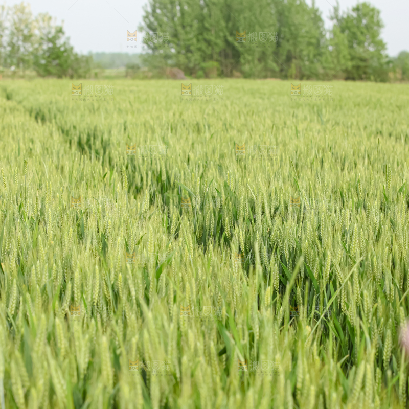 小麦