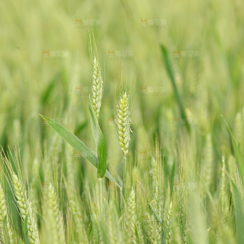 小麦
