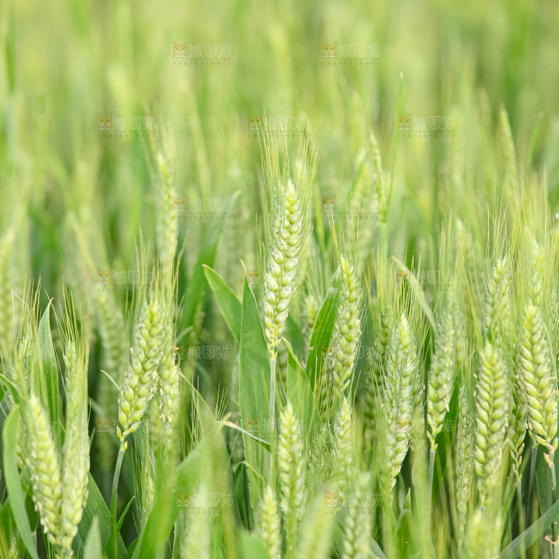 小麦