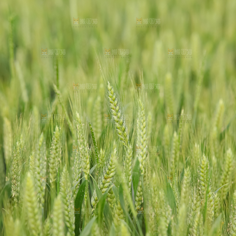 小麦