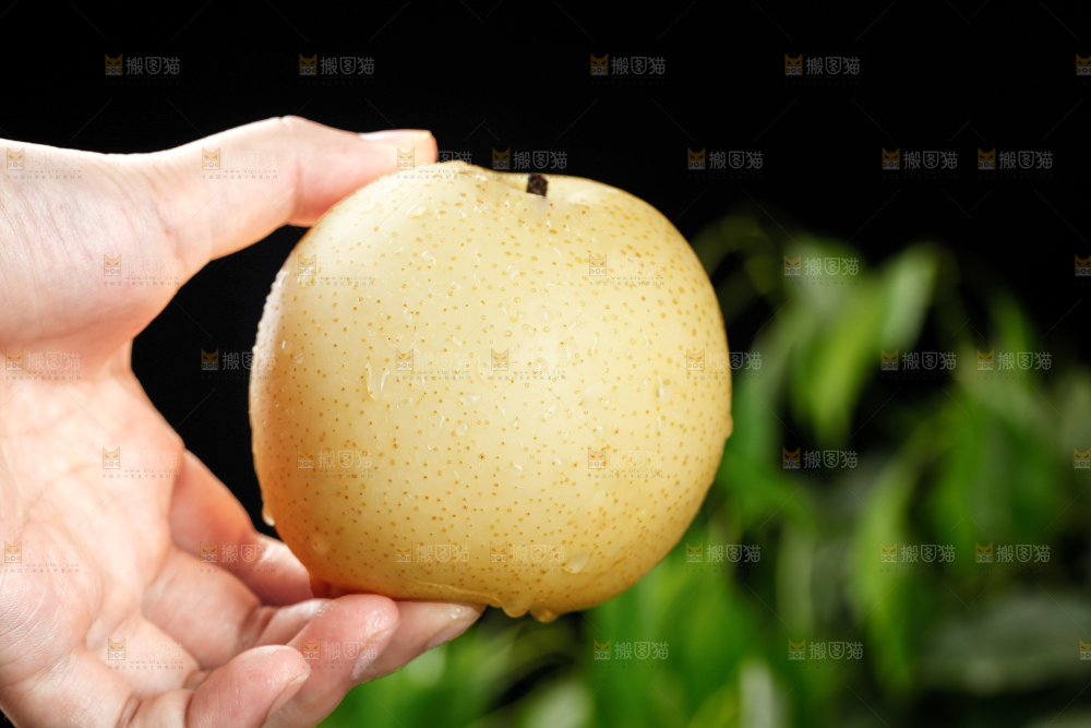 皇冠梨
