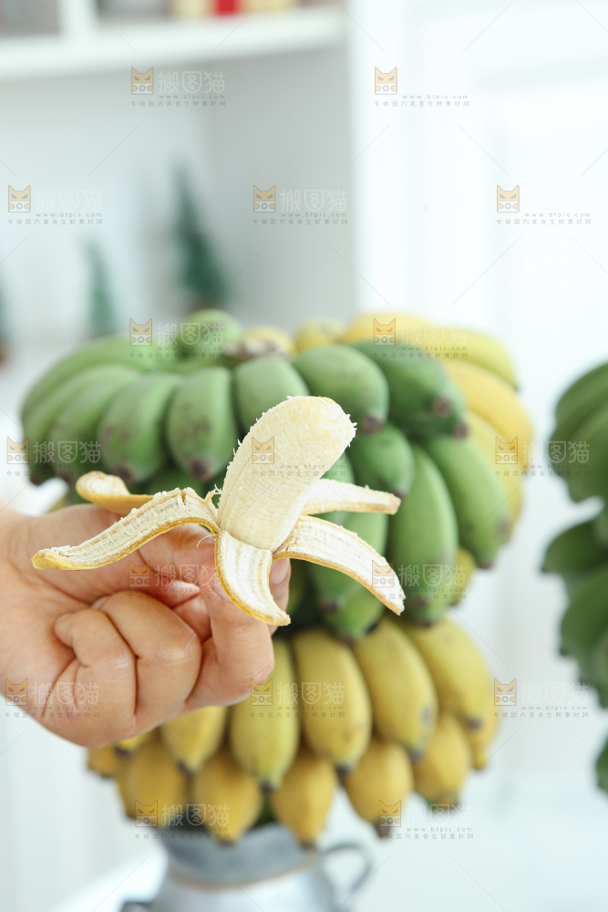 水培香蕉
