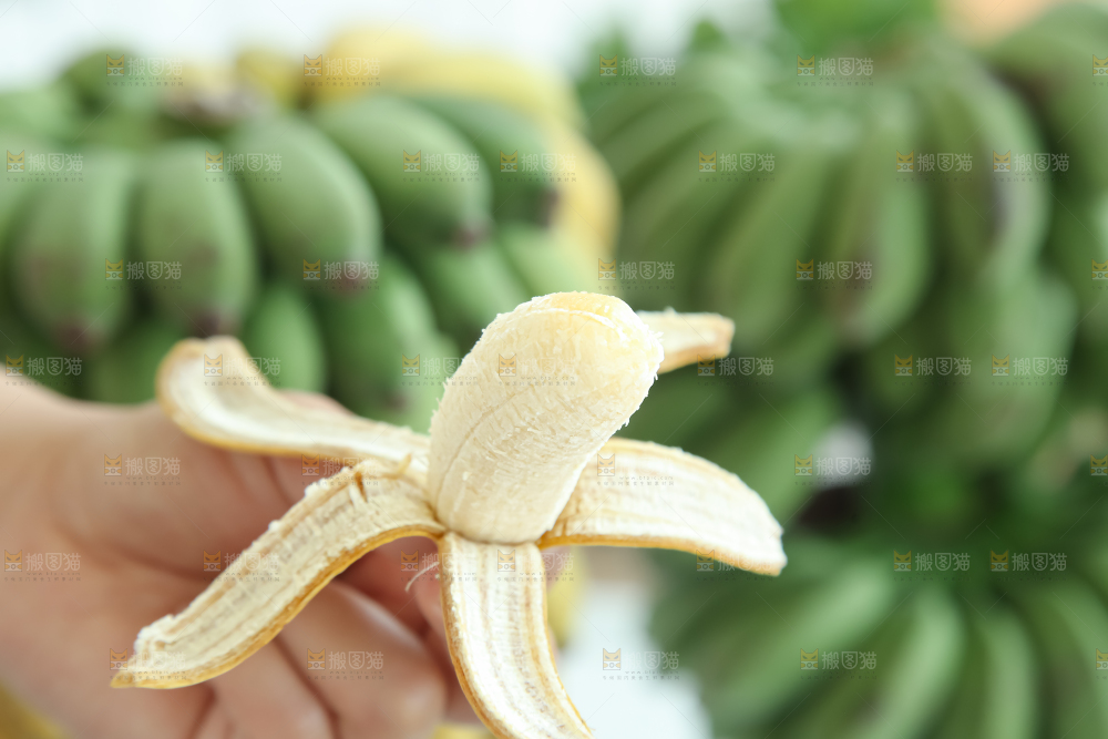 水培香蕉