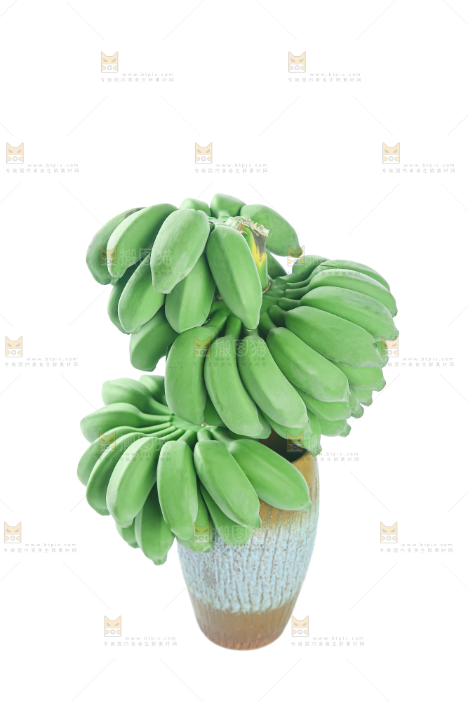 水培香蕉