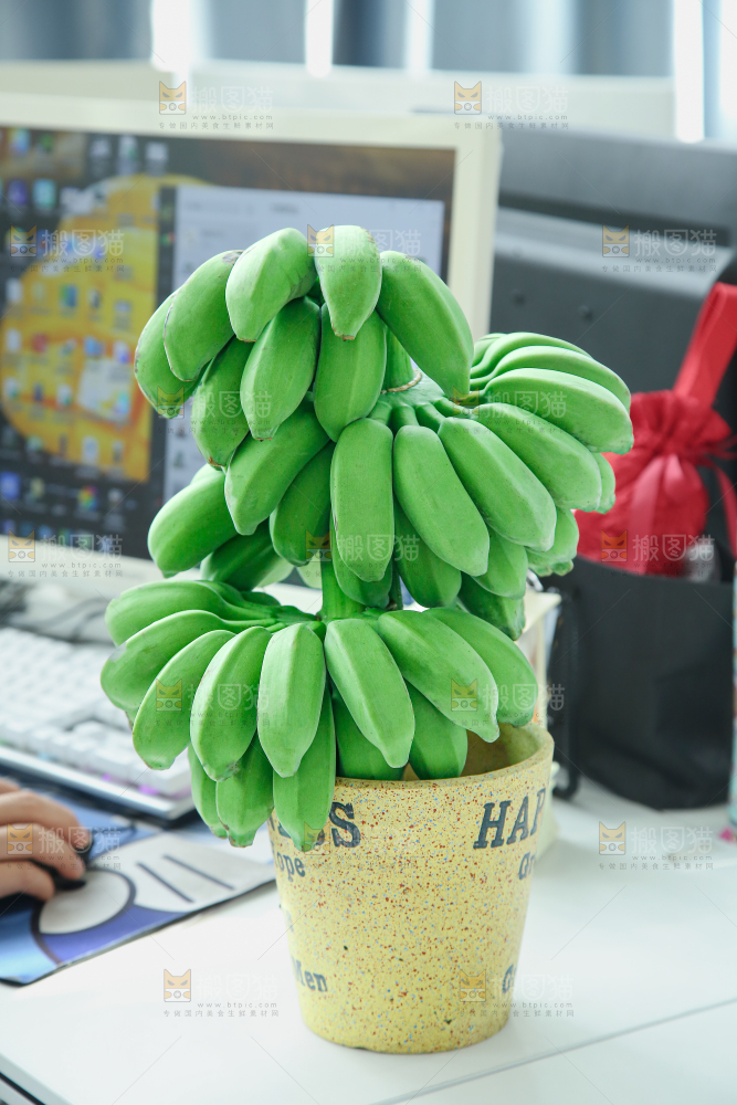 水培香蕉
