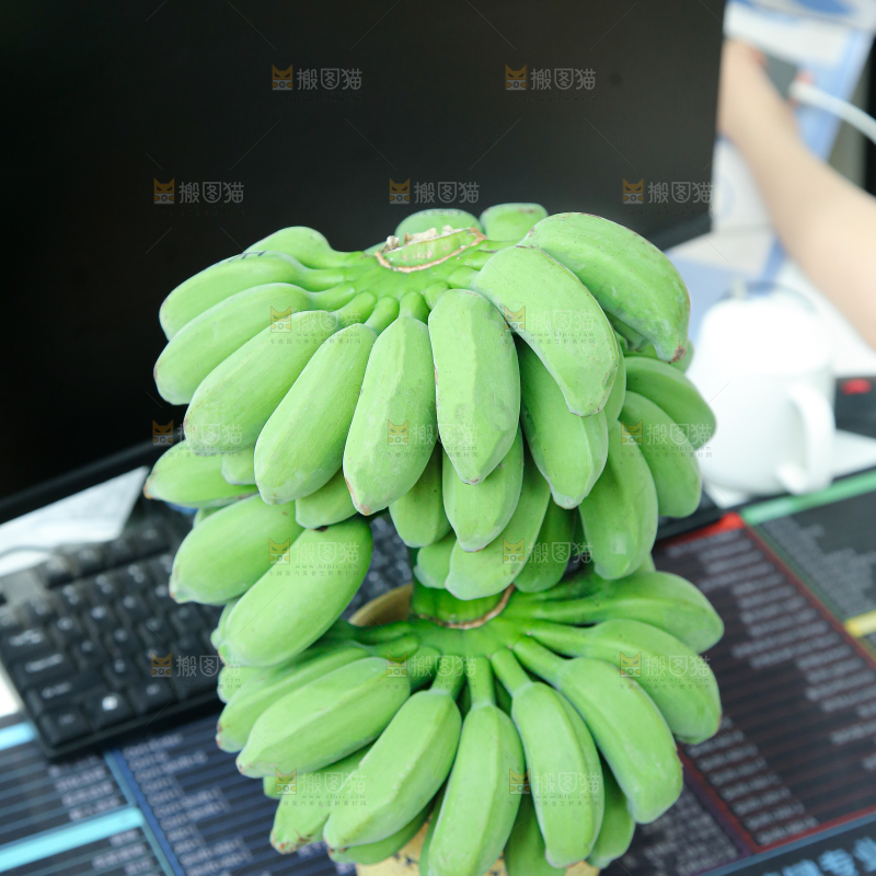 水培香蕉