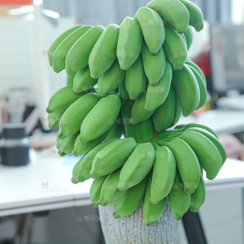 水培香蕉