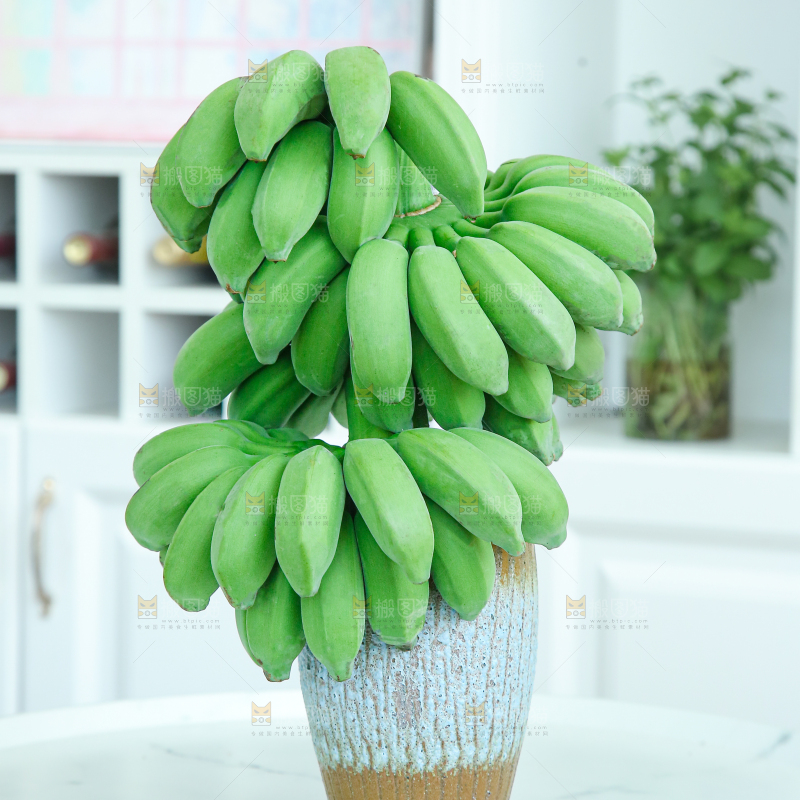 水培香蕉