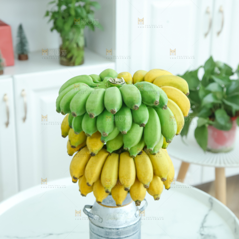 水培香蕉