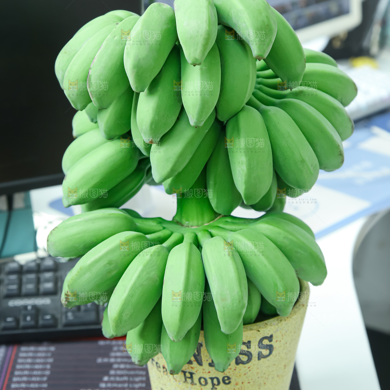 水培香蕉