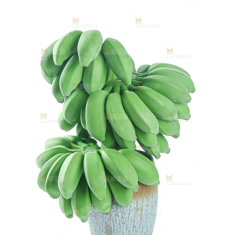 水培香蕉