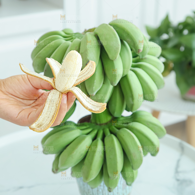 水培香蕉