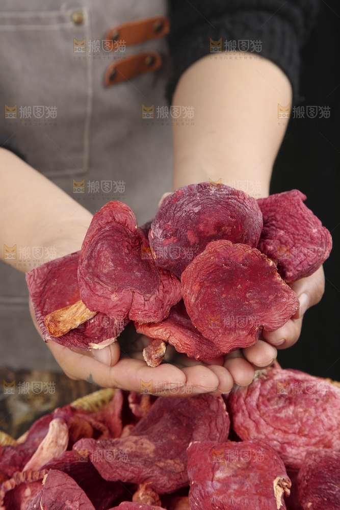 红菇