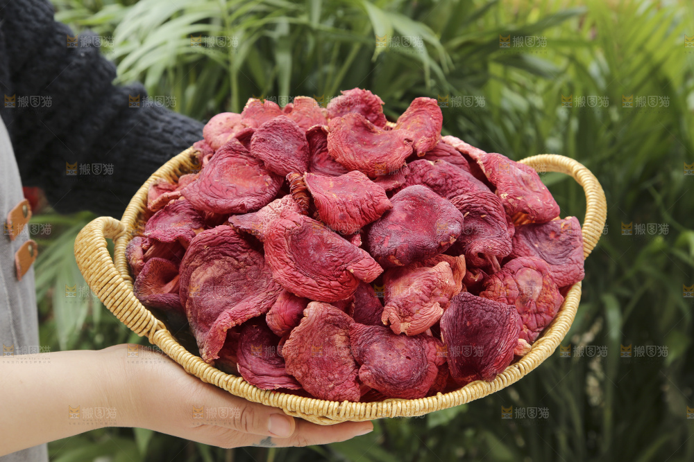 红菇