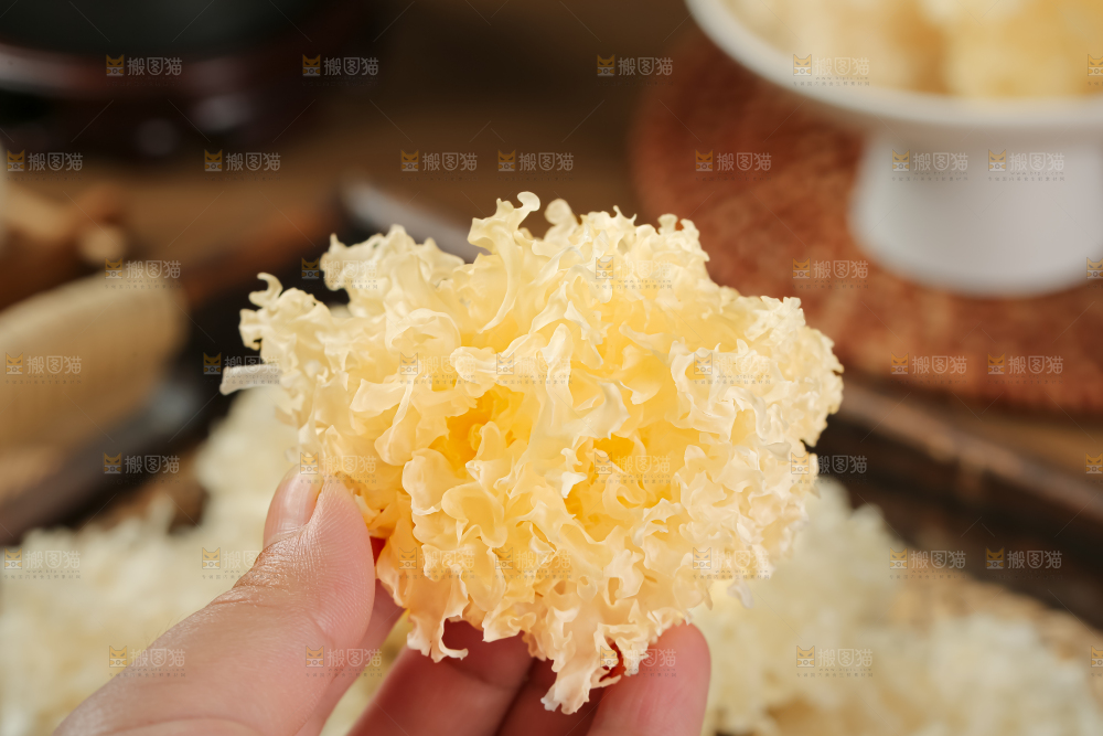 小银耳