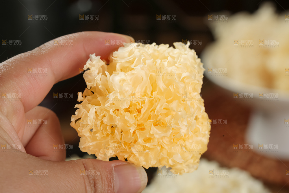 小银耳