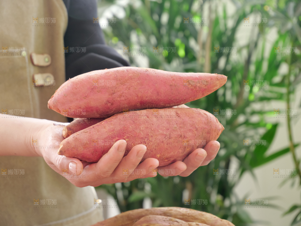 西瓜红蜜薯