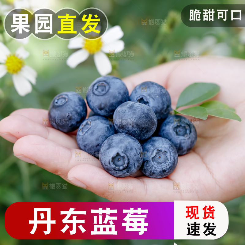 蓝莓