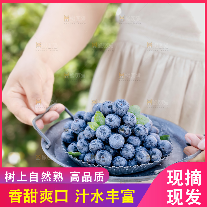 蓝莓