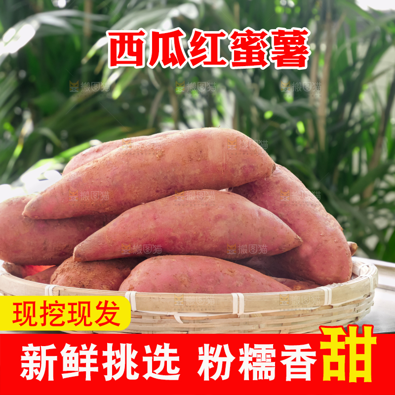 西瓜红蜜薯